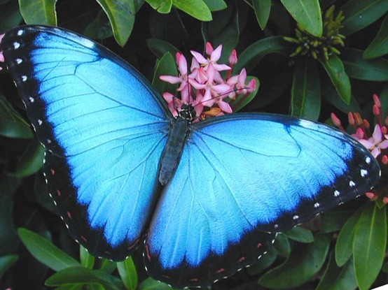 Photo:  Blue Morpho Peleidis butterfly